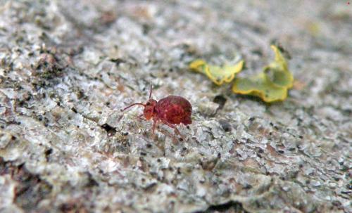 Dicyrtomina ornata